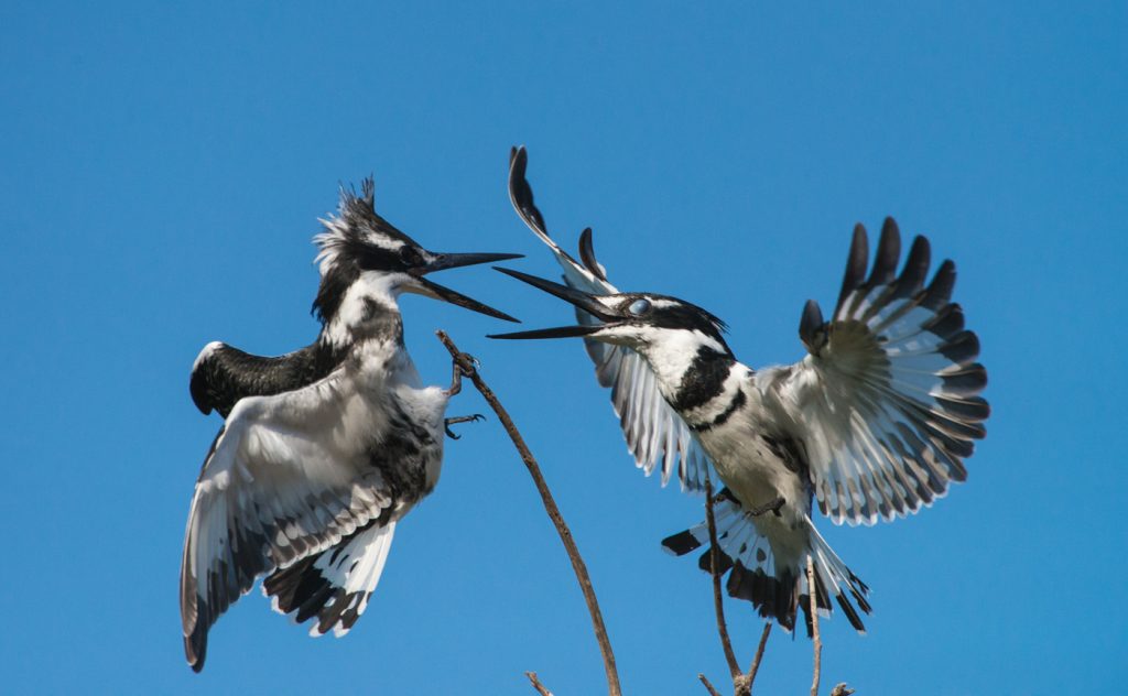 African Pied Kingfishers - Jim James